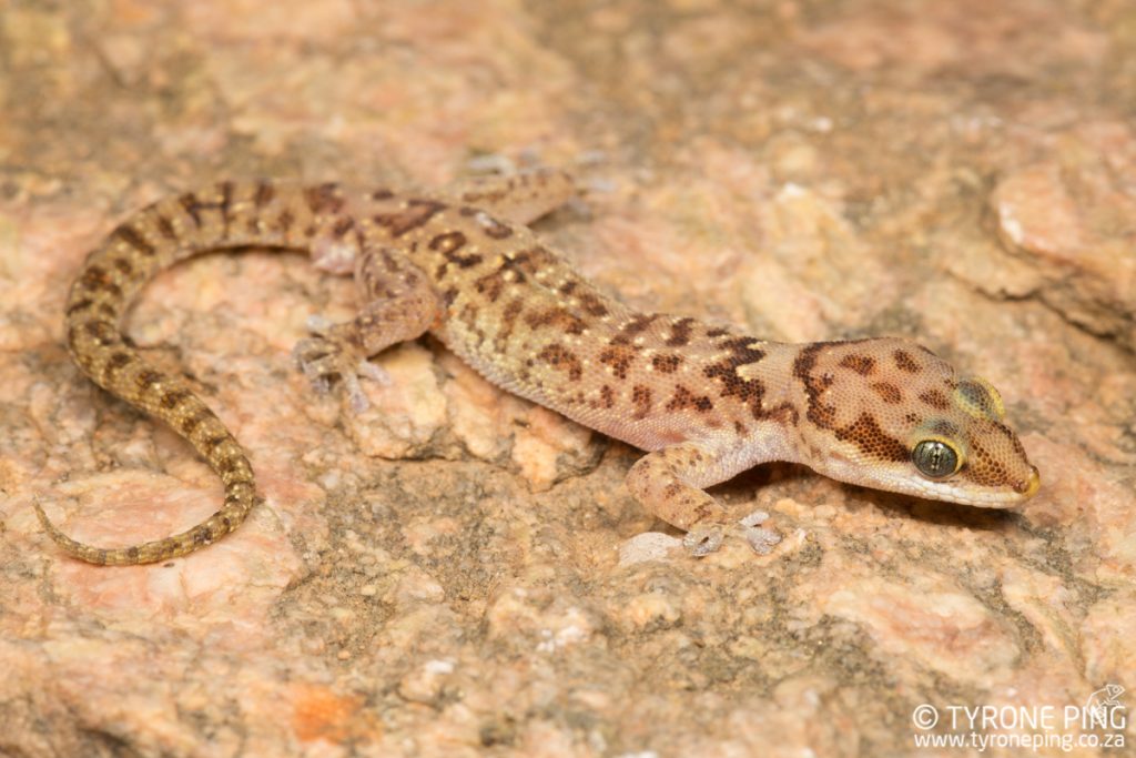 Pachydactylus bicolor |Two-coloured Gecko | Tyrone Ping | Namibia