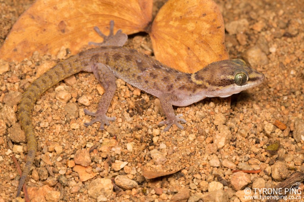 Pachydactylus scutatus | Large Scaled Gecko | Tyrone Ping | Namibia