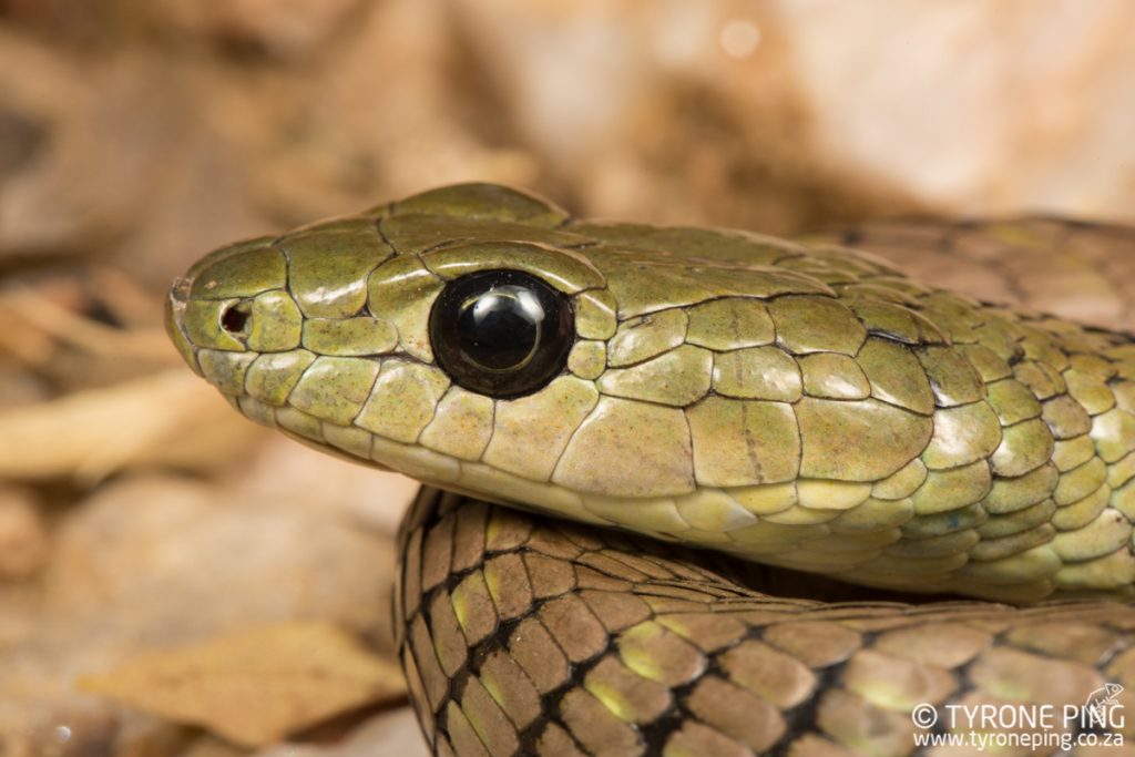 Philothamnus semivariegatus | Spotted Bush Snake | Tyrone Ping | Namibia