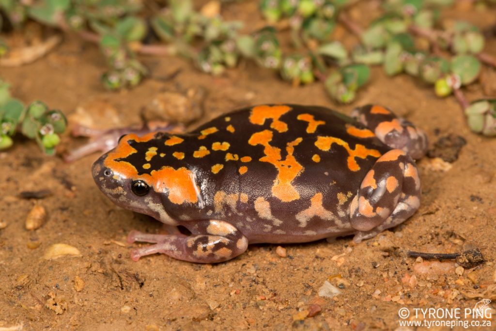 Phrynomantis annectens | Marbled Rubber Frog | Tyrone Ping | Namibia 