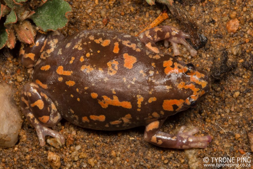 Phrynomantis annectens | Marbled Rubber Frog | Tyrone Ping | Namibia