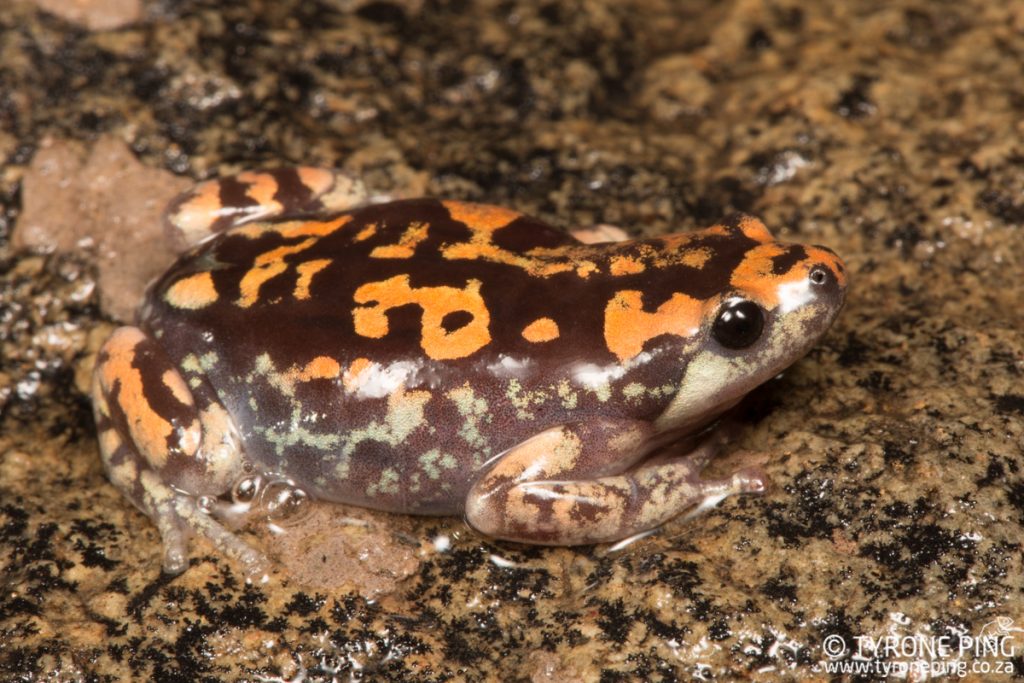 Phrynomantis annectens | Marbled Rubber Frog | Tyrone Ping | Namibia