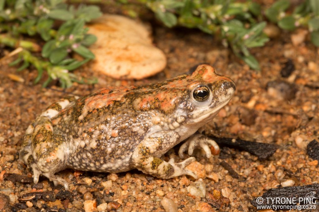 Poyntonophrynus dombensis | Dombe Pygmy Toad | Tyrone Ping | Namibia