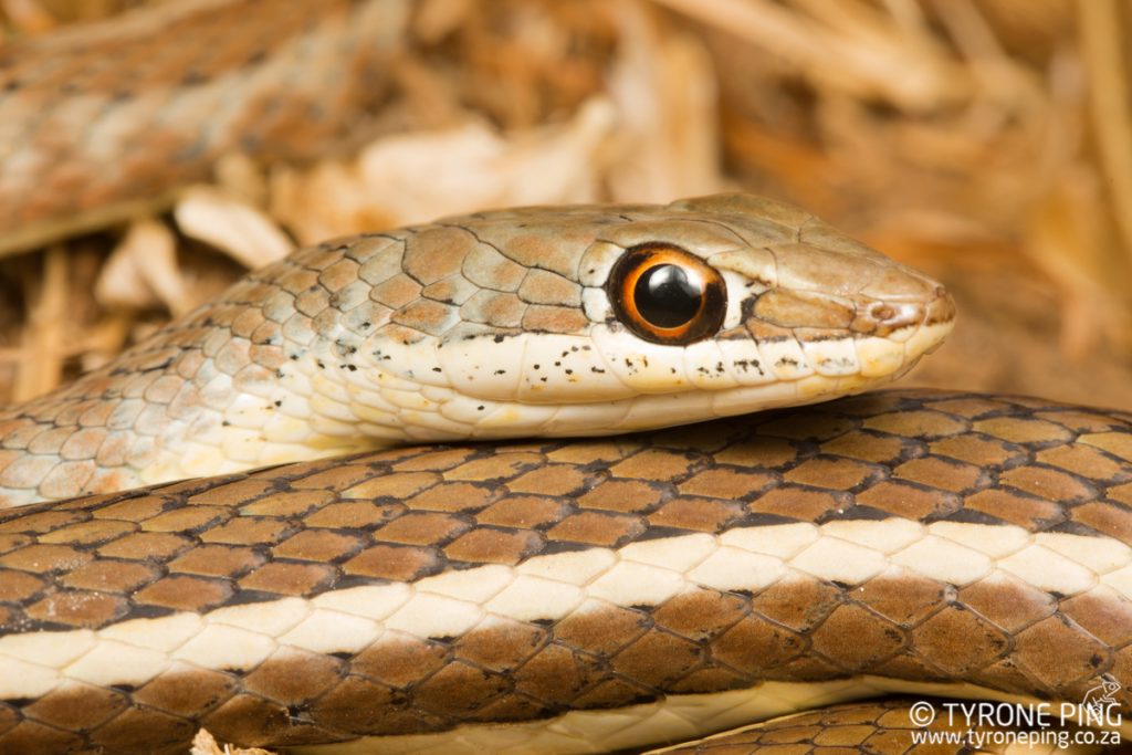 Psammophis subtaeniatus | Western Striped Bellied Striped Sand Snake | Tyrone Ping | Namibia