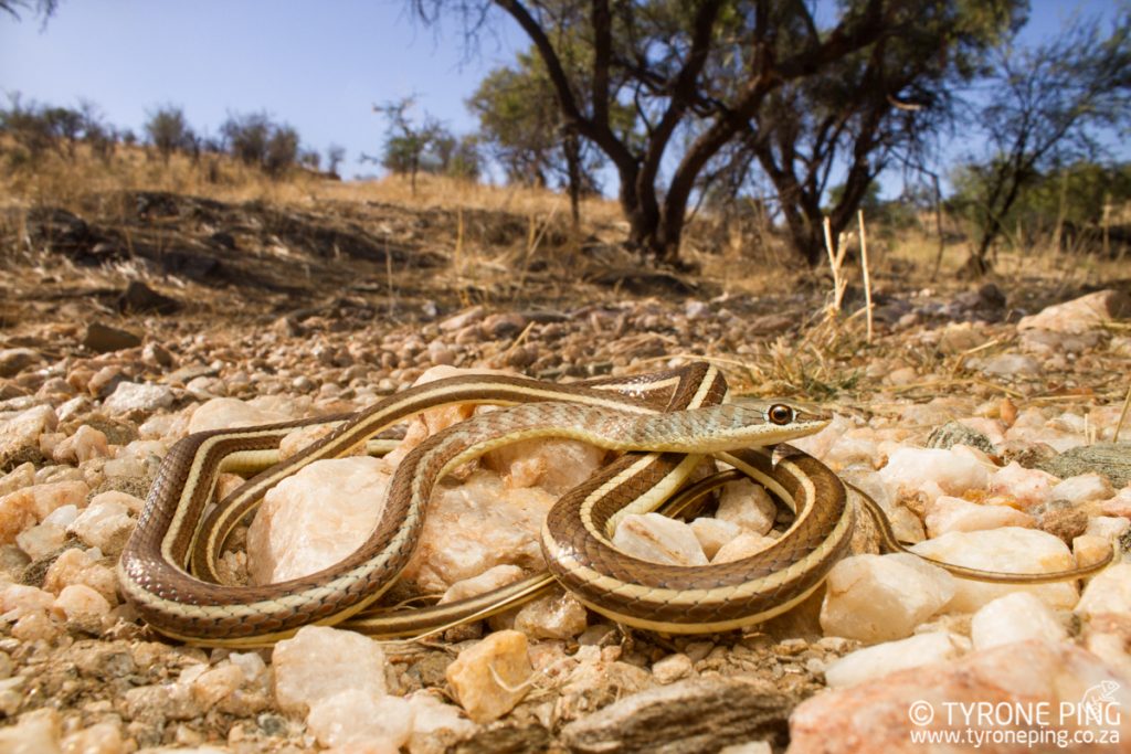 Psammophis subtaeniatus | Western Striped Bellied Striped Sand Snake | Tyrone Ping | Namibia