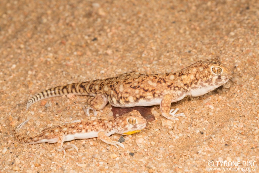 Ptenopus garrulus maculatus | Spotted Barking Gecko | Tyrone Ping | Namibia