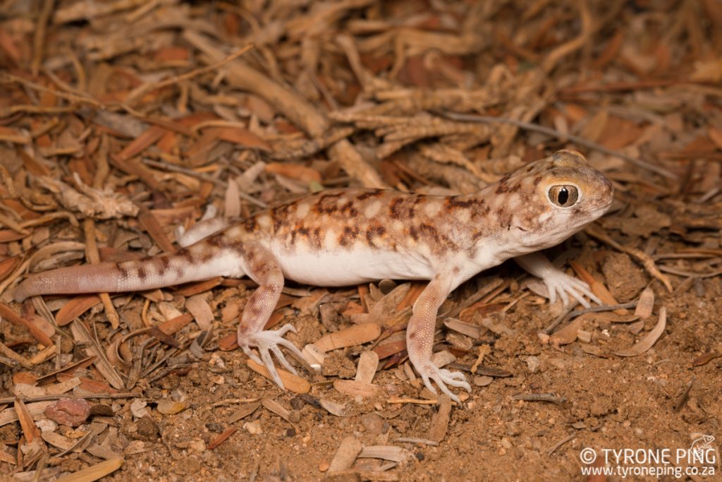 Ptenopus garrulus maculatus | Spotted Barking Gecko | Tyrone Ping | Namibia