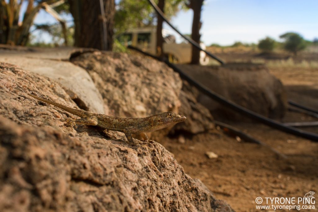 Rhoptropus barnadi | Barnards Day gecko | Tyrone Ping | Namibia