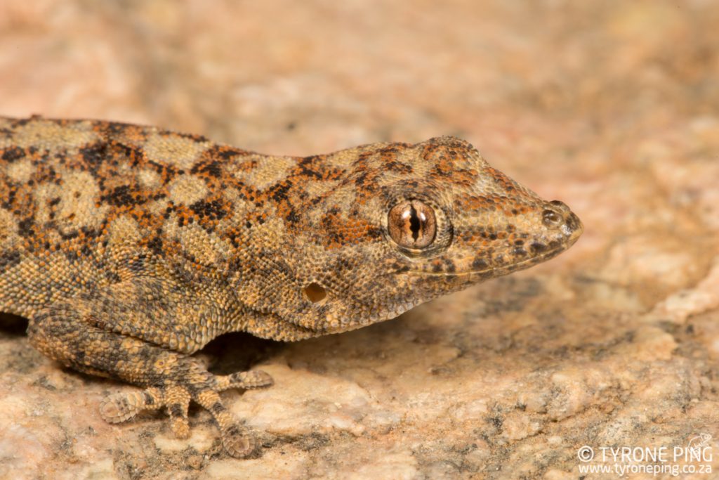 Rhoptropus barnadi | Barnards Day gecko | Tyrone Ping | Namibia