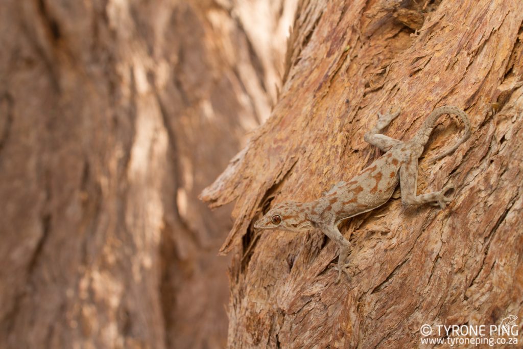 Rhoptropus boultoni | Boulton’s Namib Day Gecko | Tyrone Ping| Namibia