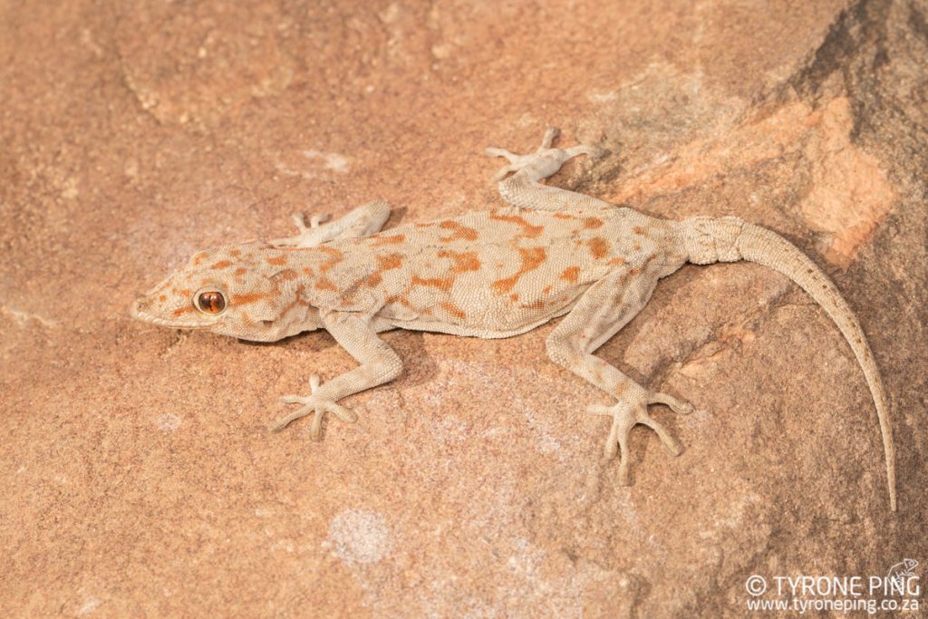 Rhoptropus boultoni | Boulton’s Namib Day Gecko | Tyrone Ping| Namibia