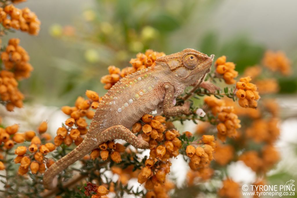 Bradypodion_damaranum_Knysna Dwarf Chameleon