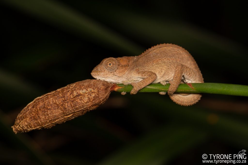 Bradypodion_damaranum_Knysna Dwarf Chameleon