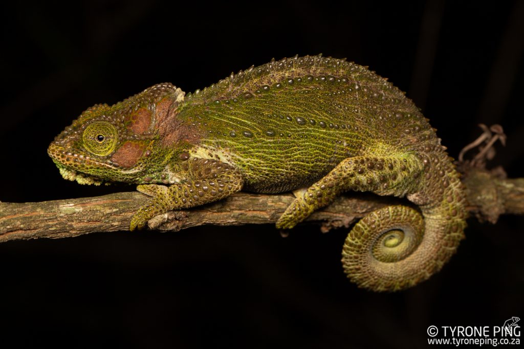 Bradypodion_damaranum_Knysna Dwarf Chameleon