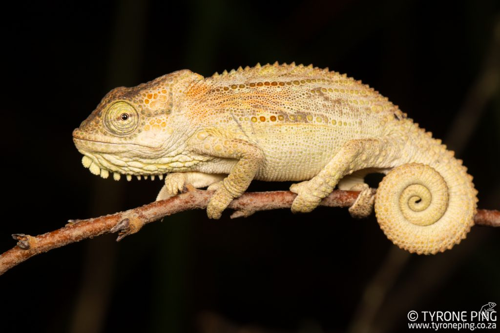 Bradypodion_damaranum_Knysna Dwarf Chameleon