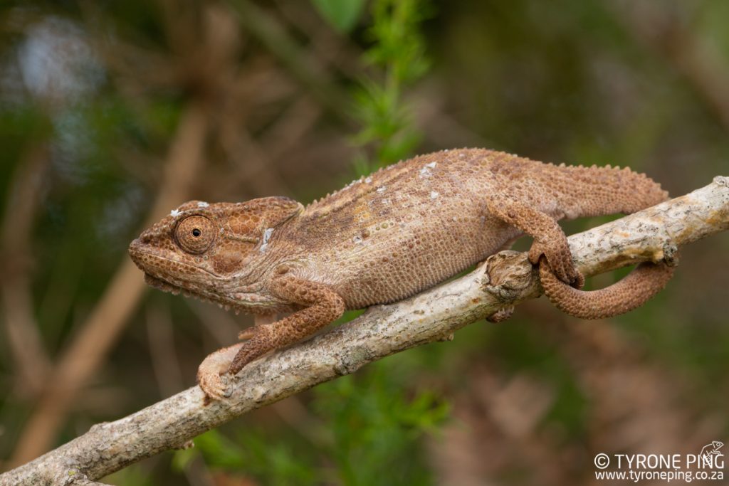 Bradypodion_damaranum_Knysna Dwarf Chameleon