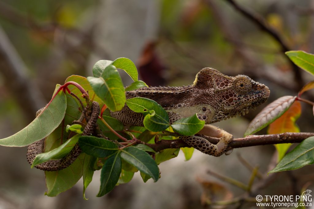 Bradypodion_damaranum_Knysna Dwarf Chameleon