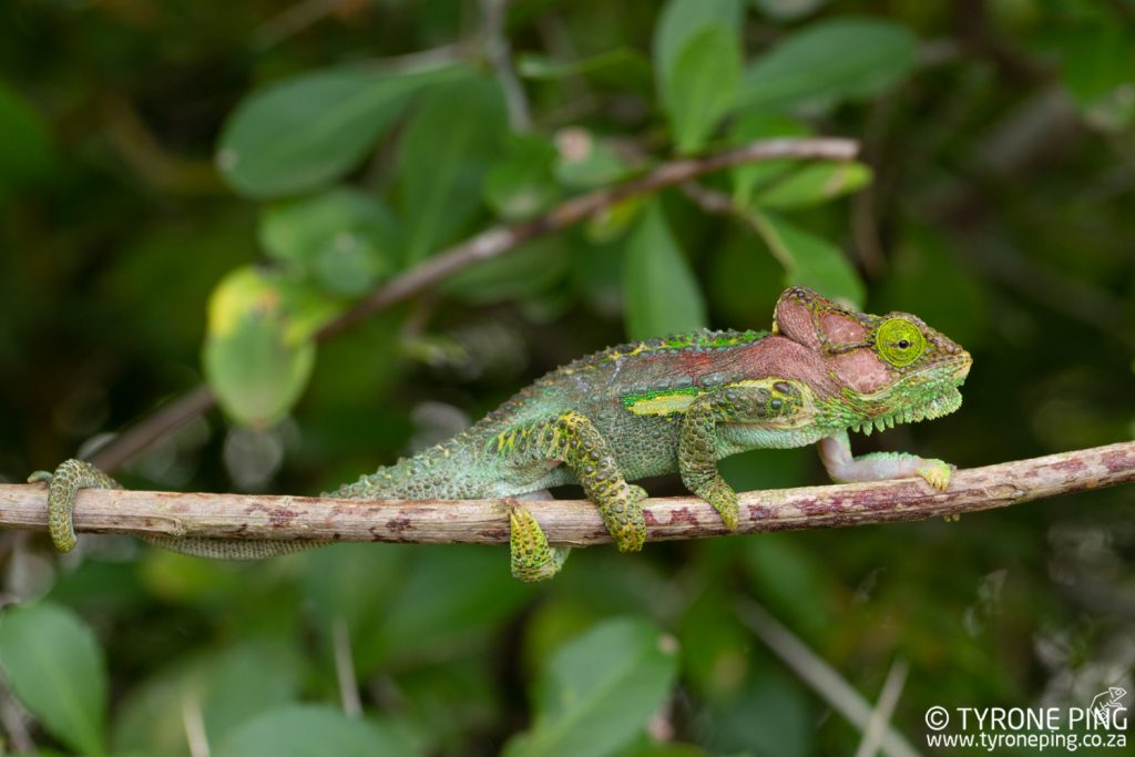 Bradypodion_damaranum_Knysna Dwarf Chameleon