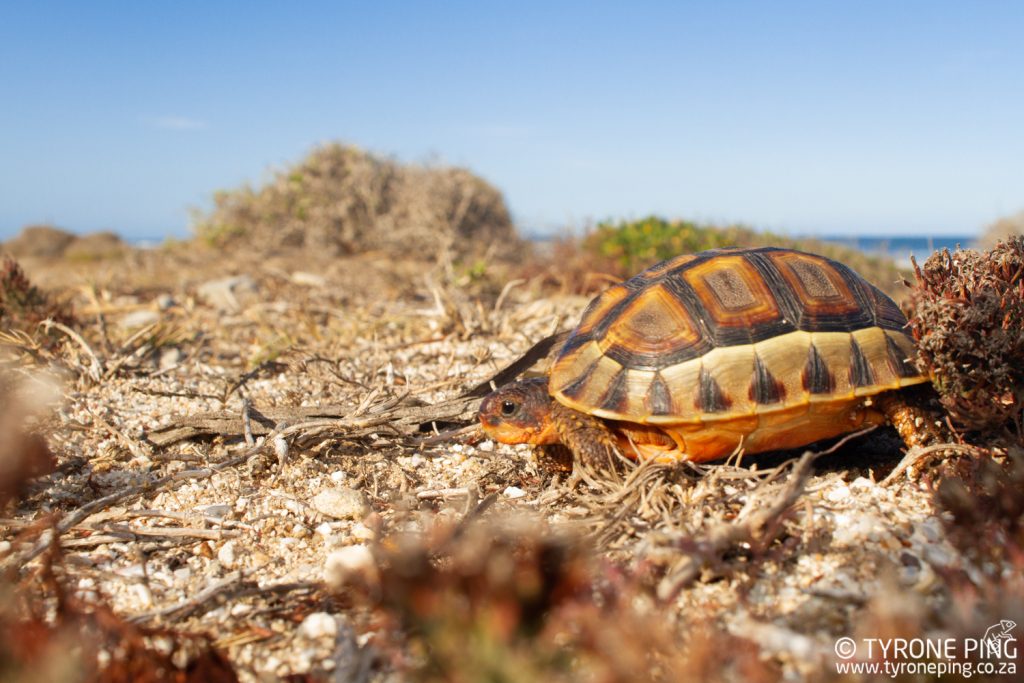 Chersina angulata - Angulate Tortoise