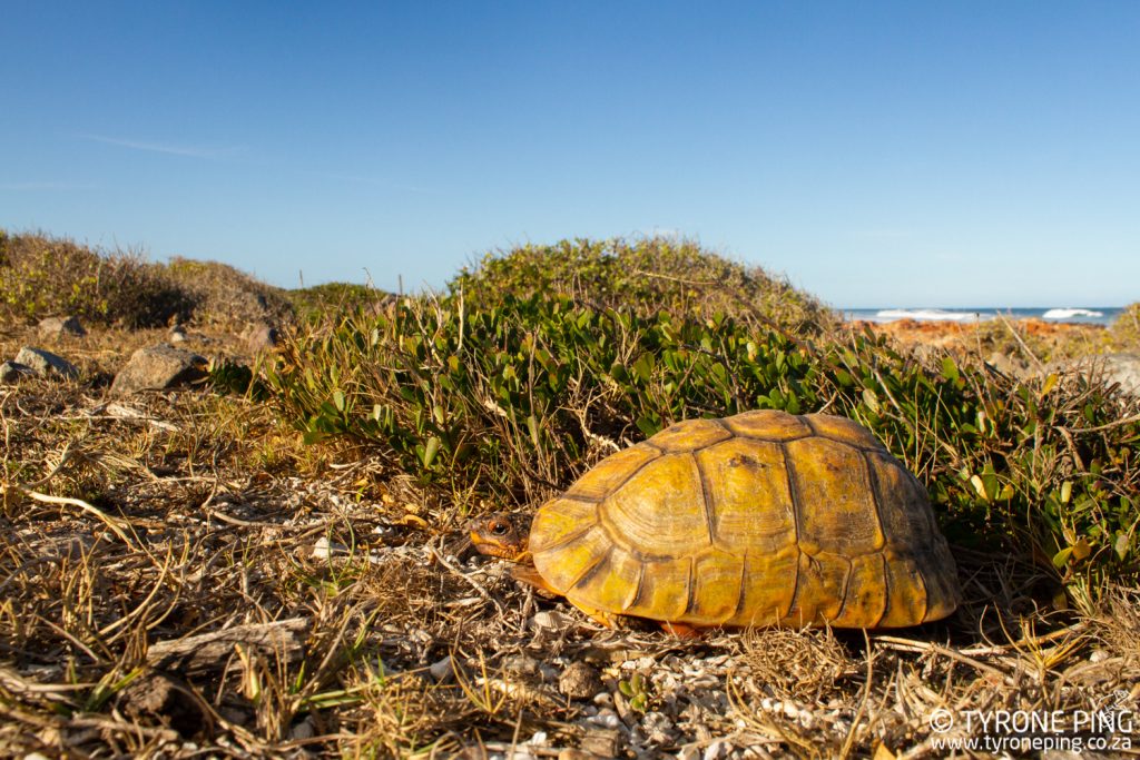 Chersina angulata - Angulate Tortoise