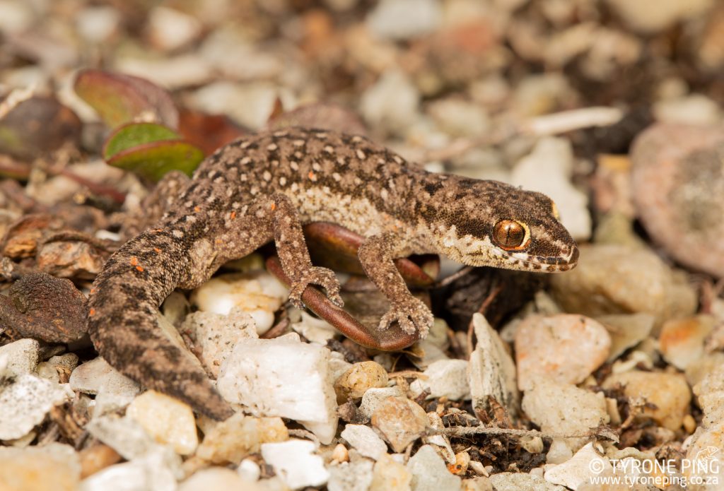 Pachydactylus geitje