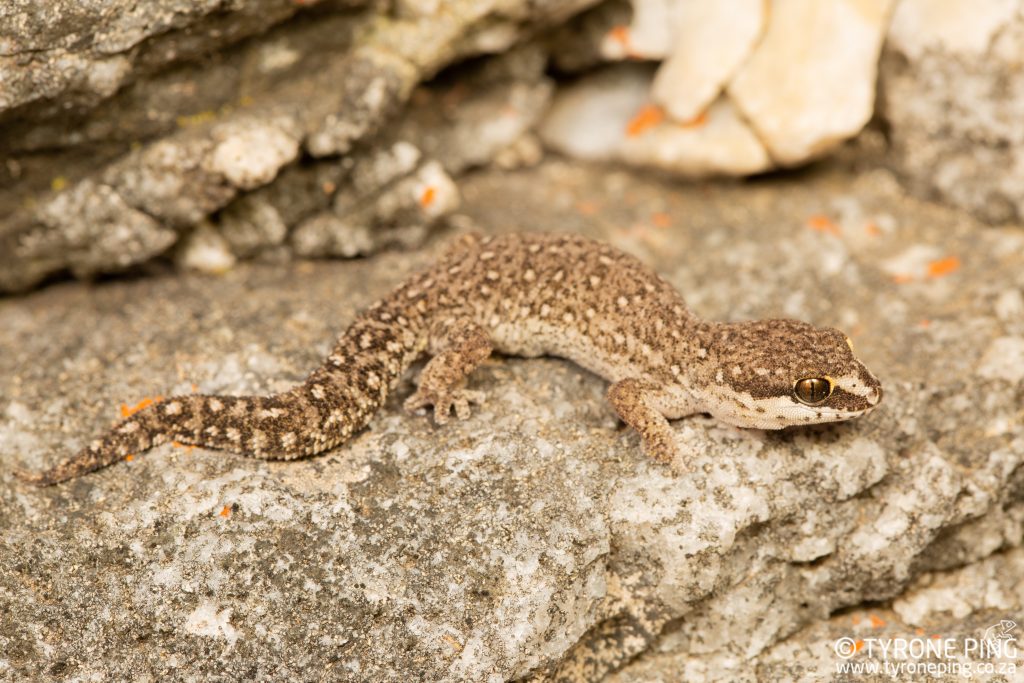 Pachydactylus geitje