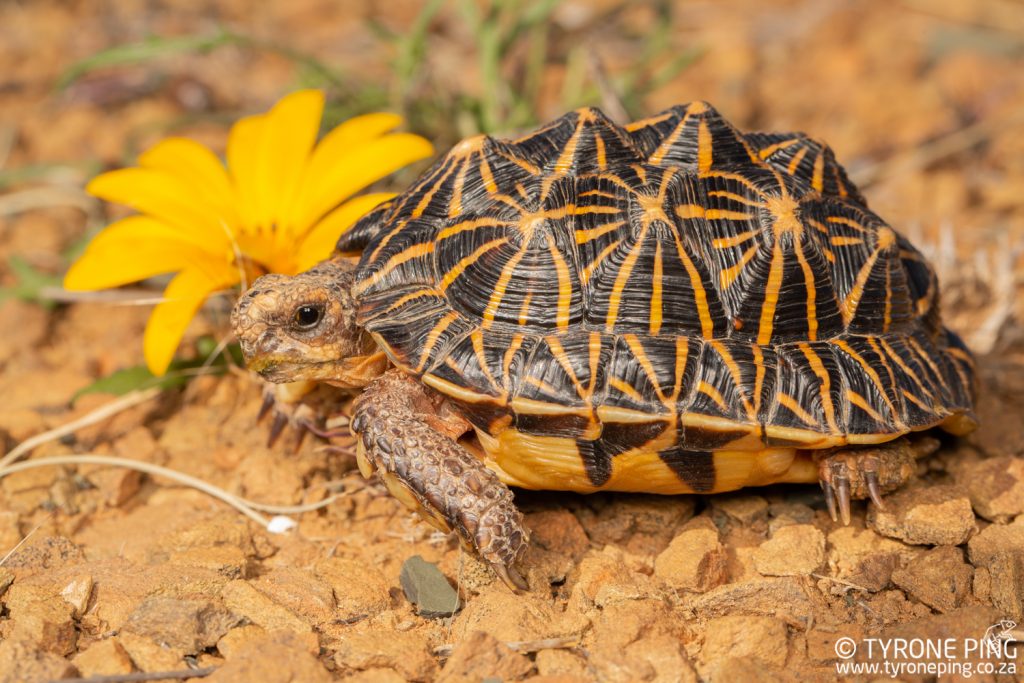 Psammobates tentorius tentorius - Common Tent Tortoise