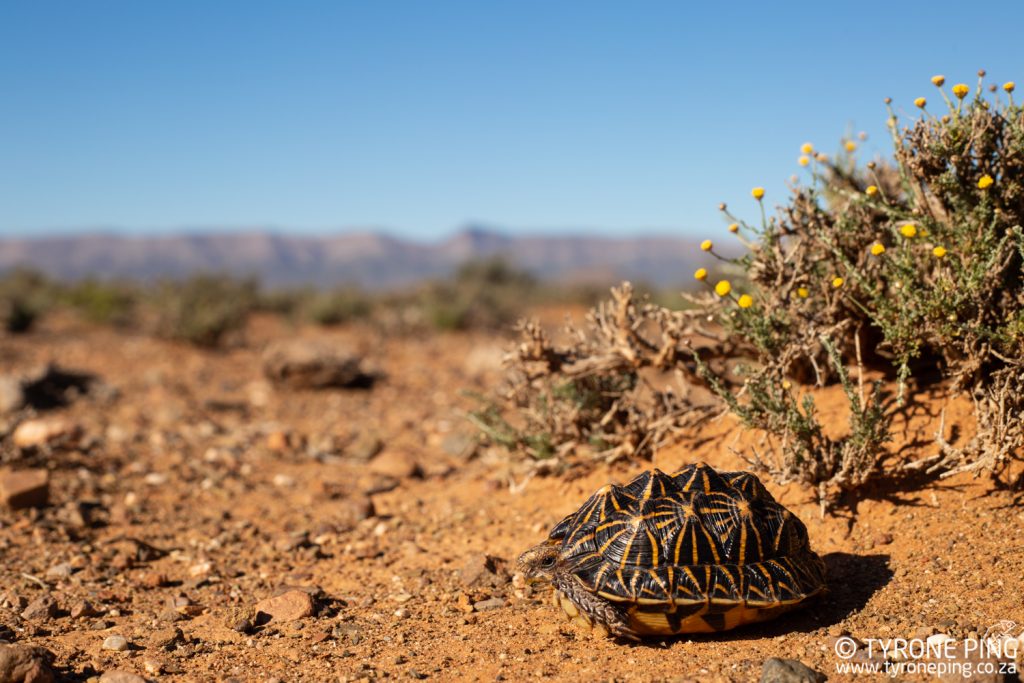 Psammobates tentorius tentorius 