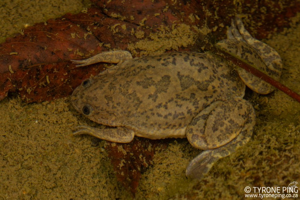 Common Platanna | Xenopus laevis | Tyrone Ping | South Africa