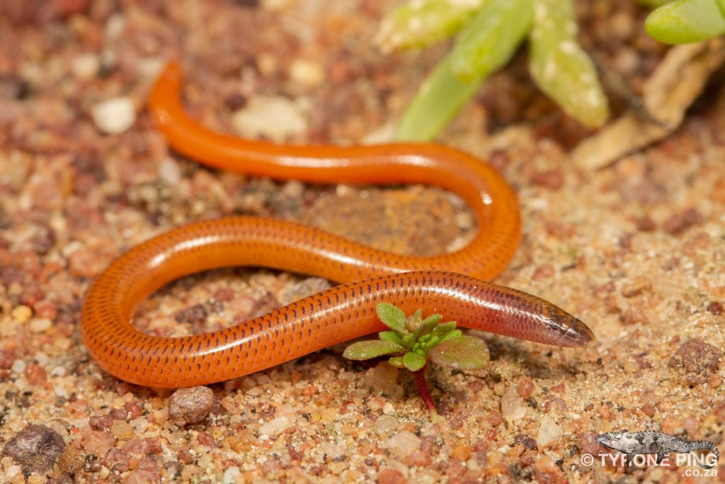 Acontias grayi - Gray's Dwarf Burrowing Skink