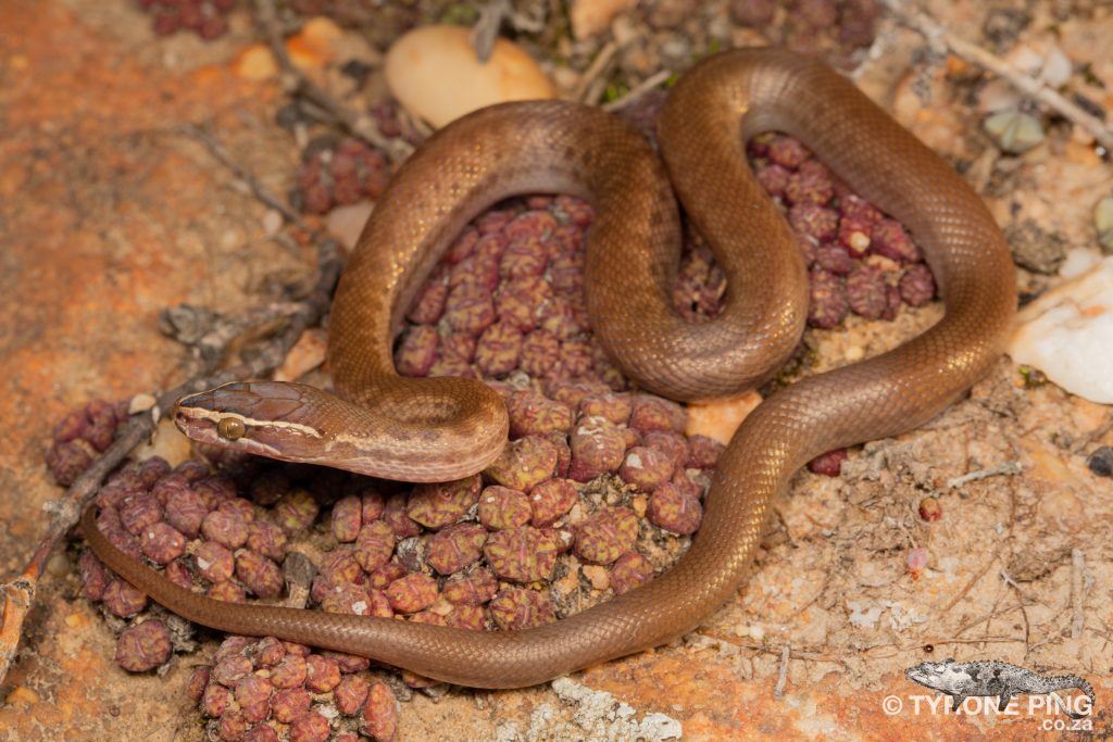 Boaedon capensis | Brown House Snake | Tyrone Ping