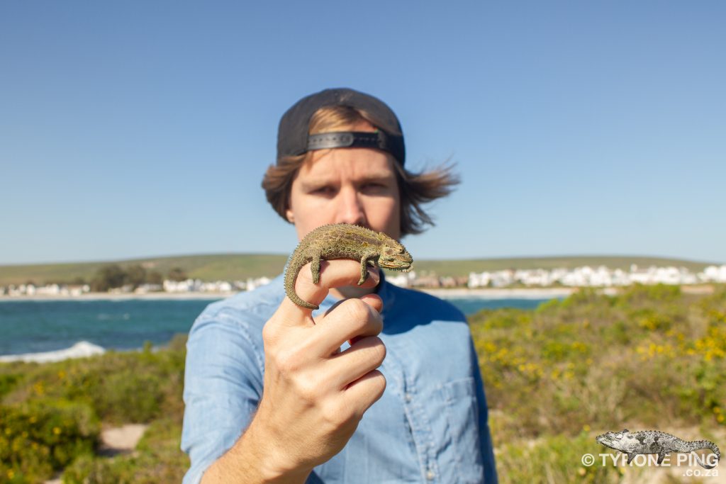 Braydpodion occidentale | Western Dwarf Chameleon | Tyrone Ping