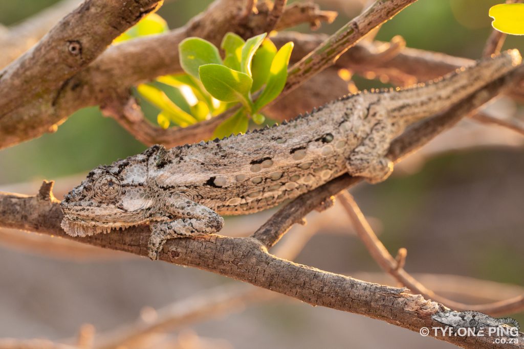 Bradypodion occidentale | Western Dwarf Chameleon | Namaqua Dwarf Chameleon | Tyrone Ping