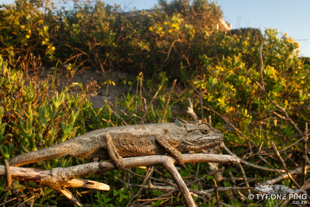 Bradypodion occidentale | Western Dwarf Chameleon | Namaqua Dwarf Chameleon | Tyrone Ping