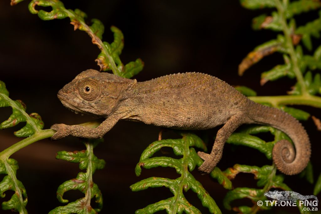 Bradypodion_sp_grootvaderbos | Tyrone Ping