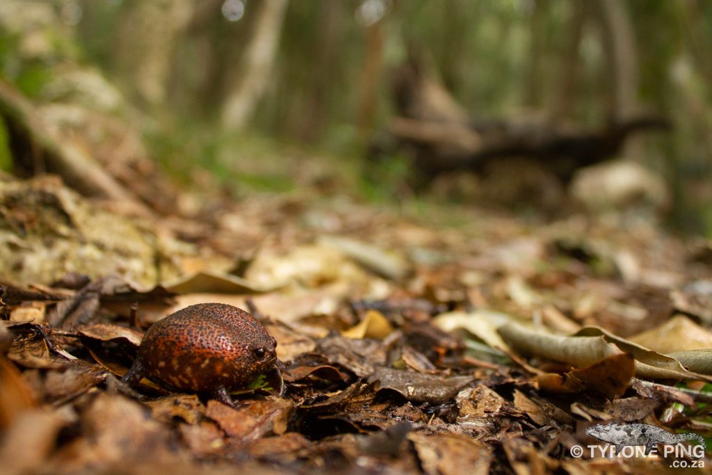 Breviceps acutirostris | Strawberry Rain Frog | Tyrone Ping