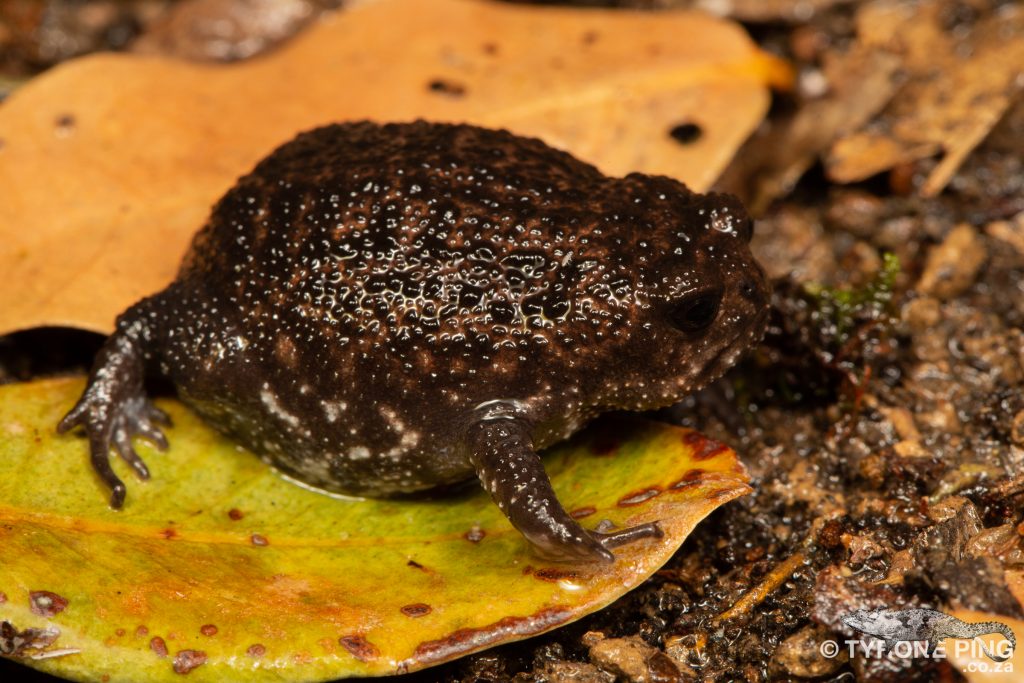 Breviceps acutirostris | Strawberry Rain Frog | Tyrone Ping