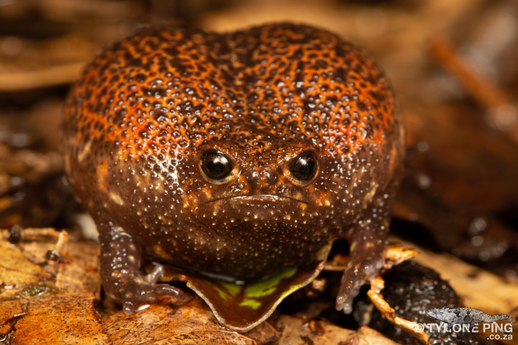 Breviceps acutirostris | Strawberry Rain Frog | Tyrone Ping