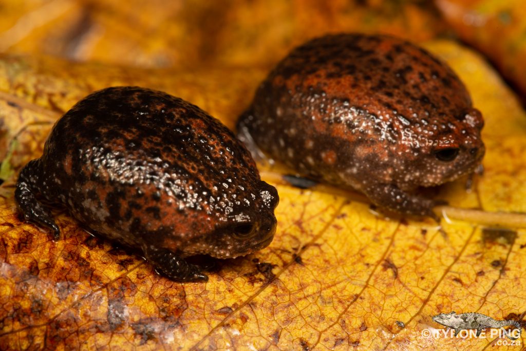 Breviceps acutirostris | Strawberry Rain Frog | Tyrone Ping