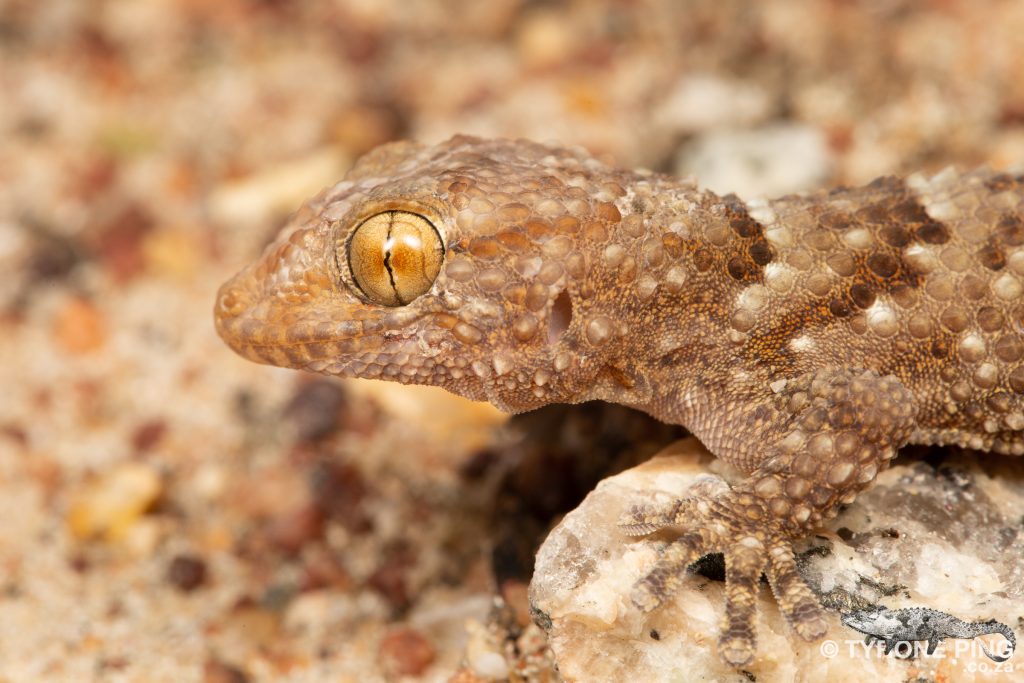 Chondrodactylus bibronii | Bibrons Gecko | Tyrone Ping