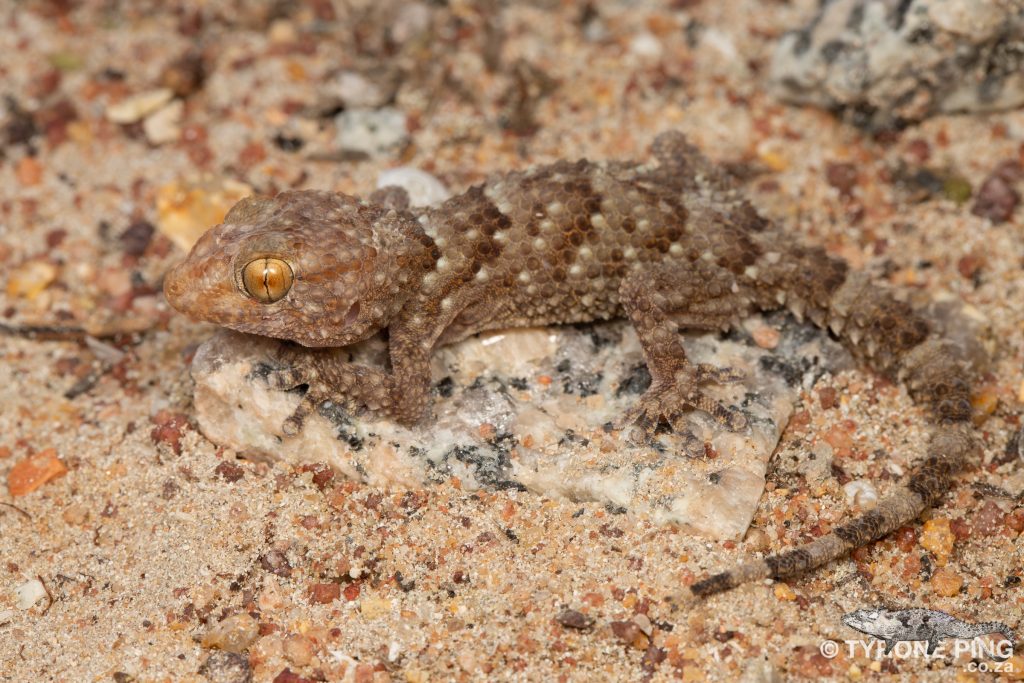 Chondrodactylus bibronii | Bibrons Gecko | Tyrone Ping