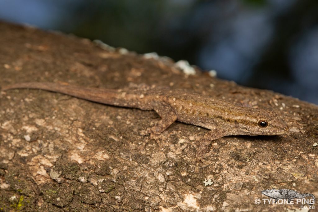 Lygodactylus capensis | Cape Dwarf Gecko | Hluhluwe