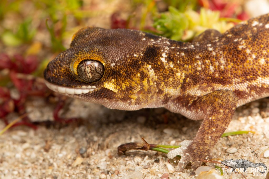 Pachydactylus austeni | Austens Dune Gecko | Tyrone Ping