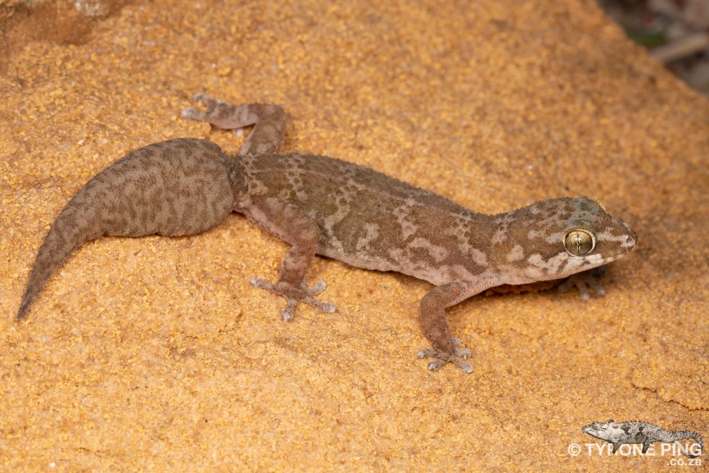 Pachydactylus formosus | Southern Rough Gecko | Tyrone Ping