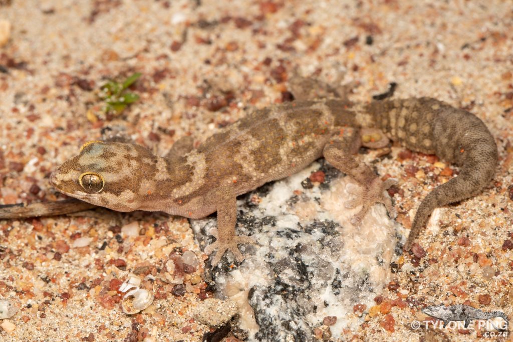 Pachydactylus formosus | Southern Rough Gecko | Tyrone Ping