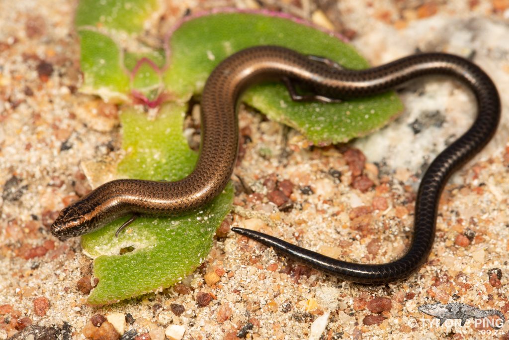 Scelotes caffer | Cape Dwarf Burrowing Skink | Tyrone Ping