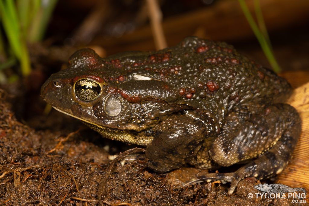 Sclerophrys garmani | Eastern Olive Toad | Tyrone Ping
