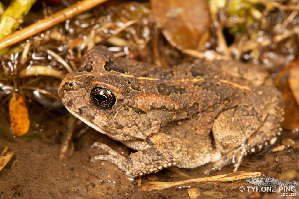 Sclerophrys gutturalis | Guttural Toad | Hluhluwe