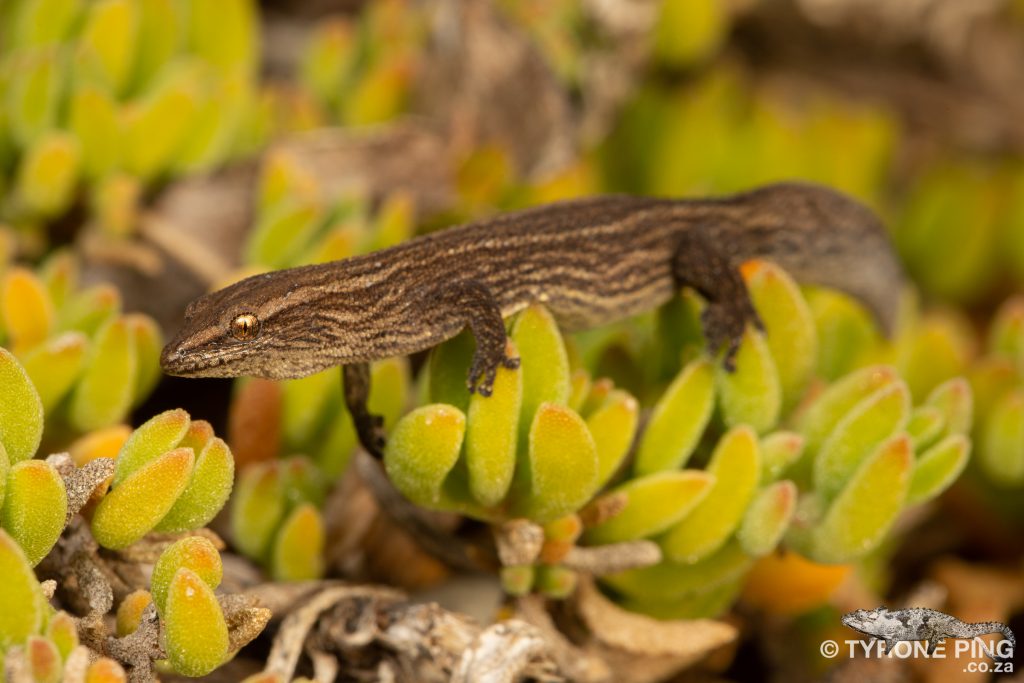 Cryptactites peringueyi | Salt Marsh Gecko | Tyrone Ping