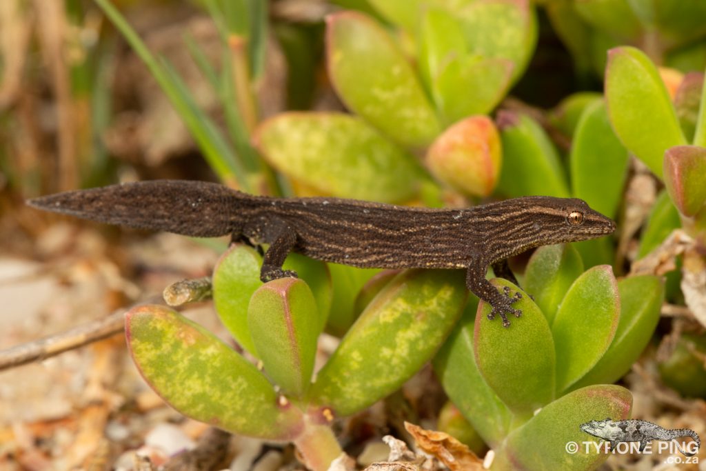 Cryptactites peringueyi | Salt Marsh Gecko | Tyrone Ping